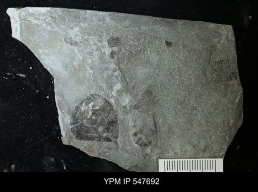 undet. Eurypterida