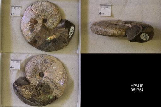 Hoploscaphites nicolletii