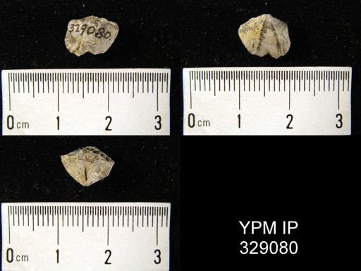 Cyrtina sp.