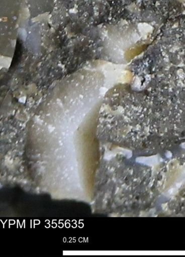 undet. Mollusca