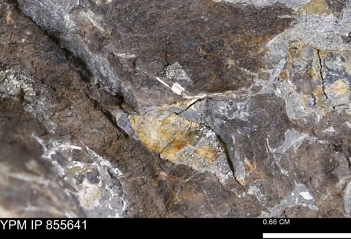 undet. Teredinidae