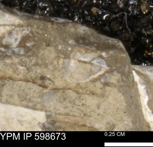 undet. Mollusca