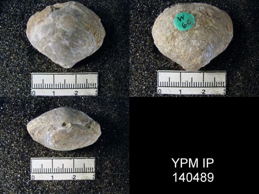 Athyris royssii