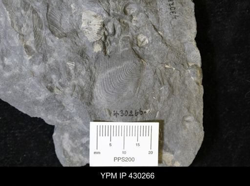 Cypricardella bellastriata