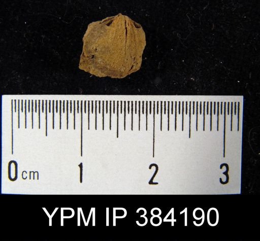 Leptocoelia?