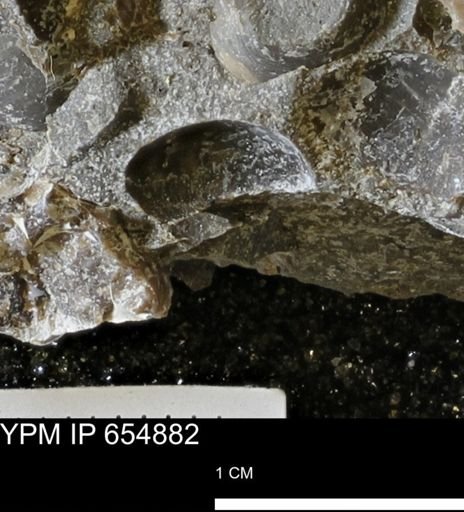 undet. Bivalvia