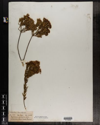 Plantae