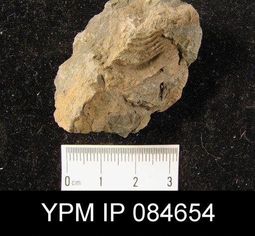 Leptaena rhomboidalis