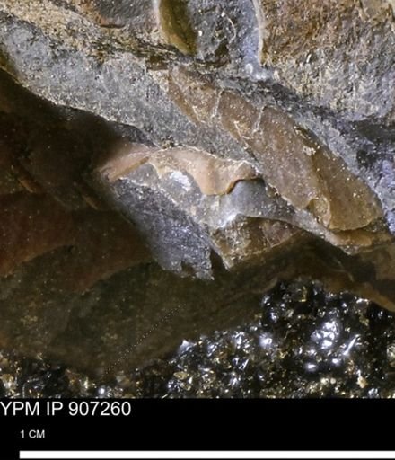 undet. Mollusca