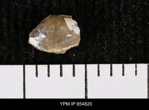 Malletia sp.