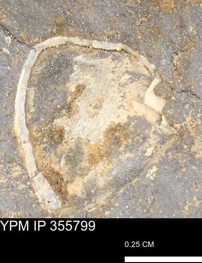 undet. Mollusca