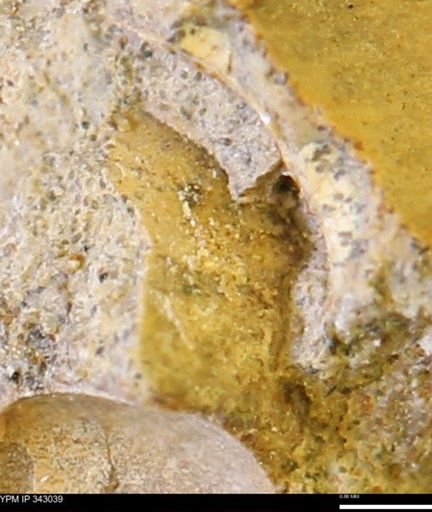 undet. Bivalvia
