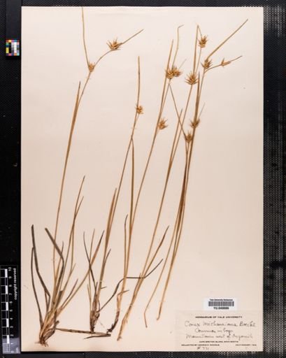 Carex michauxiana