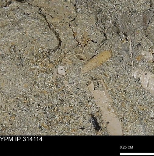 undet. Scaphopoda