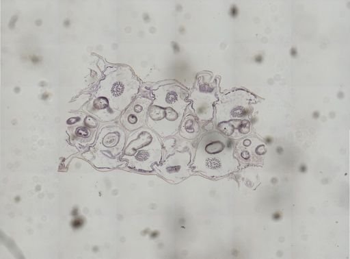 Pherusella brevituba