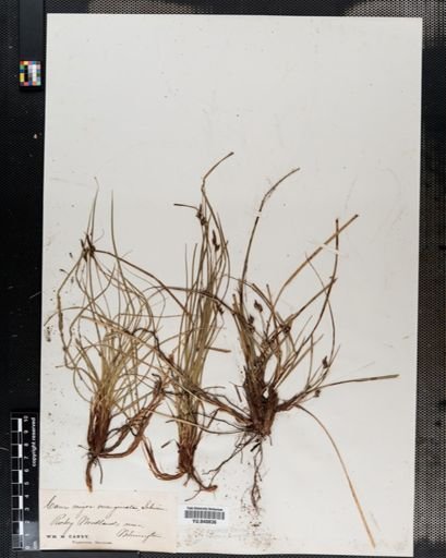 Carex nigromarginata