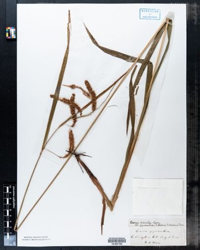 Carex crinita