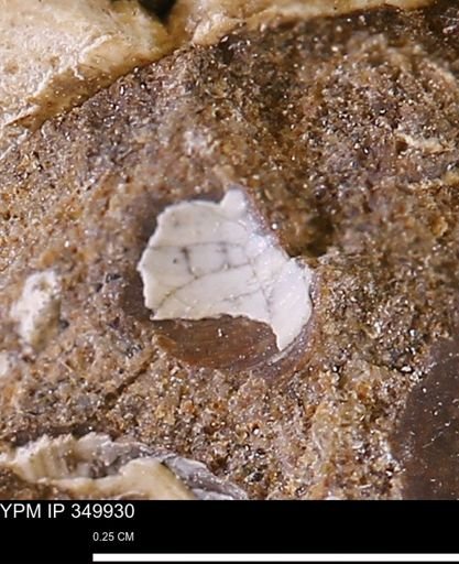 undet. Bivalvia