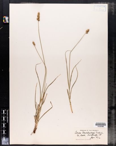 Carex muehlenbergii