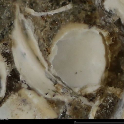 Corbulamella gregaria