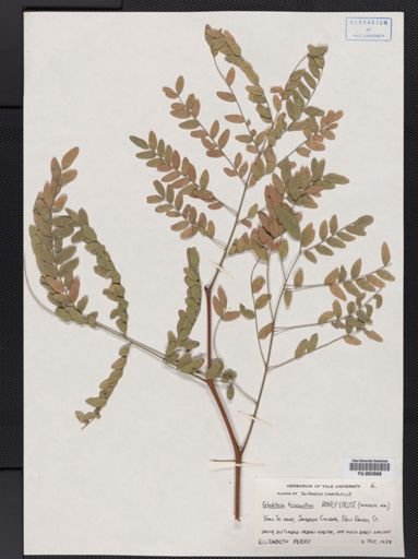 Gleditsia triacanthos
