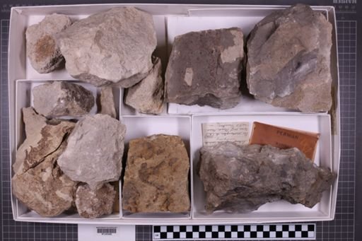 mixed taxa, stratigraphic collection