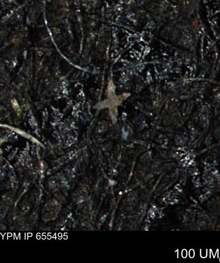 undet. Porifera