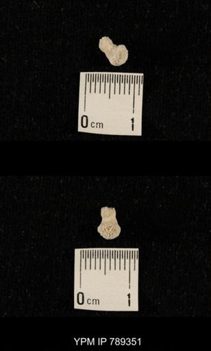 undet. Bryozoa