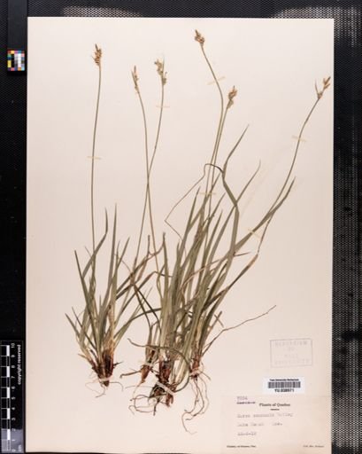 Carex communis