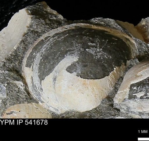 Limopsis striatopunctatus