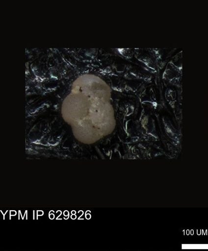 undet. Foraminiferida