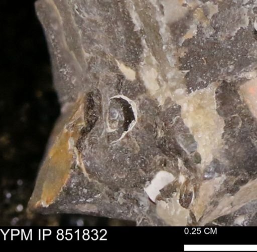 undet. Gastropoda