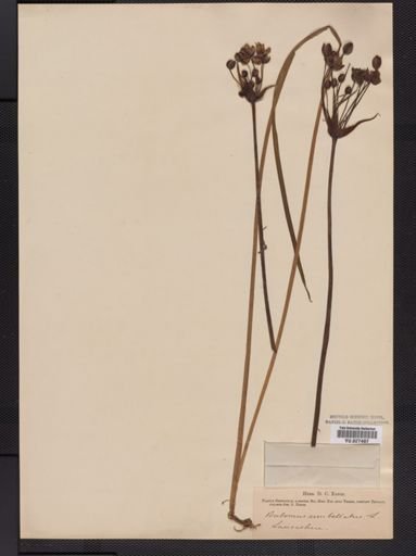Butomus umbellatus
