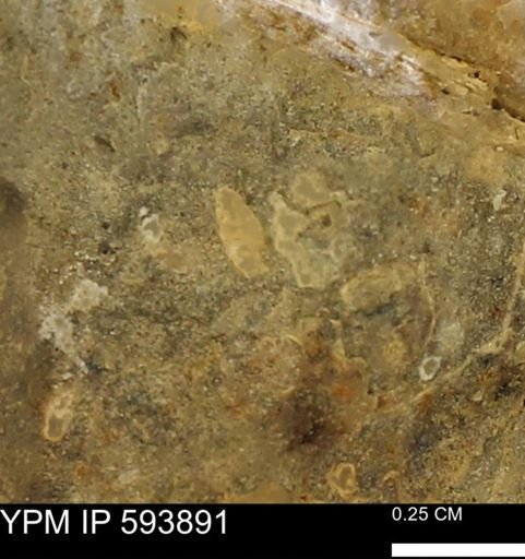 undet. Mollusca