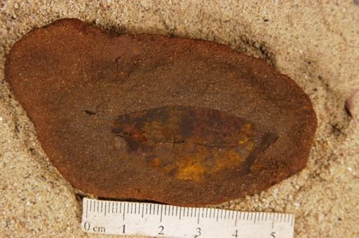 Angiospermopsida