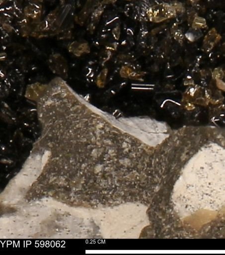 Protocardia?