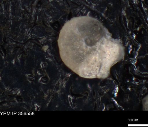 undet. Foraminiferida