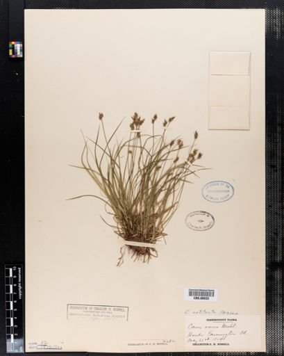 Carex artitecta