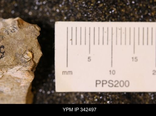 undet. Gastropoda