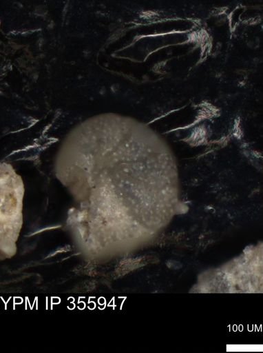 undet. Foraminiferida