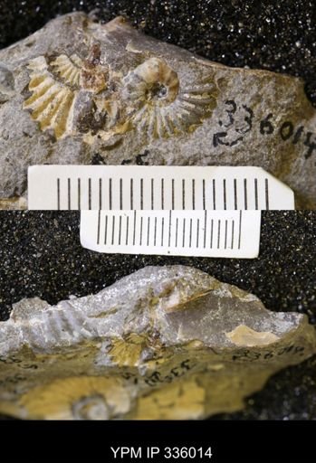 undet. Ammonoidea