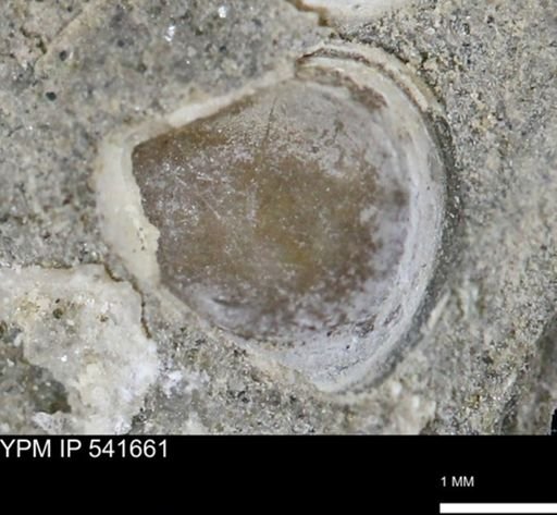 Protocardia subquadrata