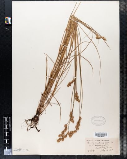 Carex scoparia