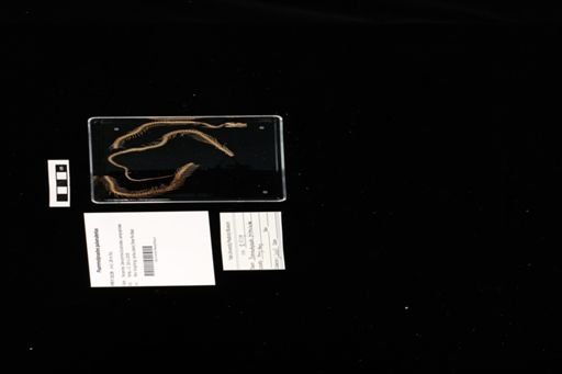 Psammodynastes pulverulentus