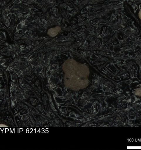 undet. Foraminiferida