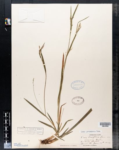 Carex laxiflora