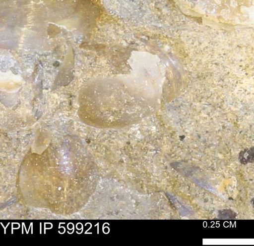 undet. Bryozoa