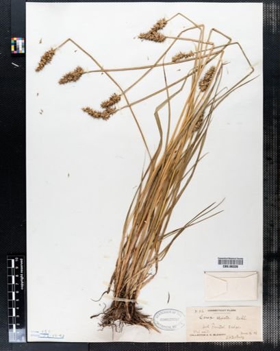 Carex stipata