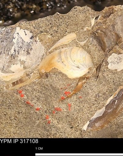 undet. Bivalvia