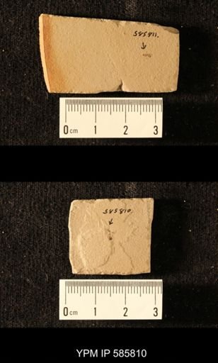 undet. Staphylinidae